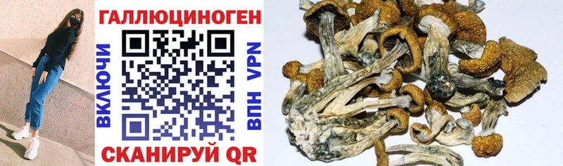 где купить наркоту  Сольвычегодск  Галлюциногенные грибы Psilocybe 